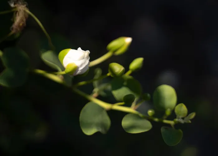 Borgo Del Cannitello Romantic Boutique Vulcano (Isola)
