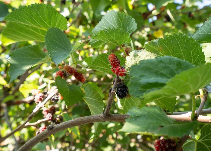 Borgo Del Cannitello Romantic Boutique